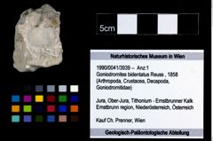 Foto (Objekt + Etikett) von Goniodromites bidentatus (Reuss, 1858)  (NHMW-GEO-1990-0041-3939)
